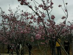 android_upload_pic-天适樱花悠乐园