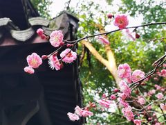 -杭州植物园