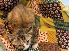 -天使宠物医院·犬猫分诊(彩虹店)