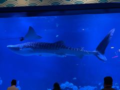 -烟台海昌鲸鲨海洋公园