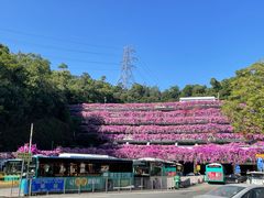 -深圳仙湖植物园