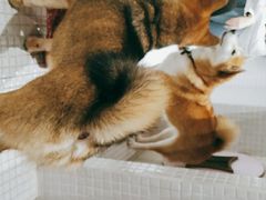 -柴务处·柴犬主题狗咖