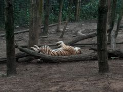 -云南野生动物园