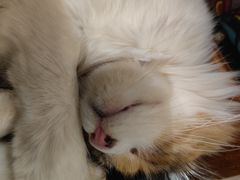 -more than meow吴止猫主题餐厅(承德 中船汇店)