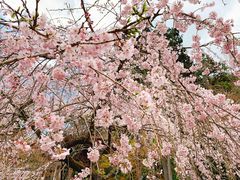-醍醐寺