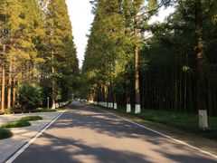 -黄海国家森林公园