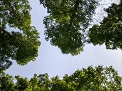 -黄海国家森林公园