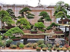 -扬州大运河文化旅游度假区·盆景园