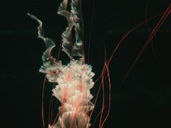 -北京海洋馆