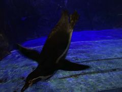 -迪拜水族馆及水下动物园