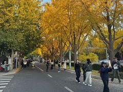 -三里屯东五街银杏大道