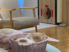 -滚猫咖啡·猫咖·猫友好撸猫(未来城店)