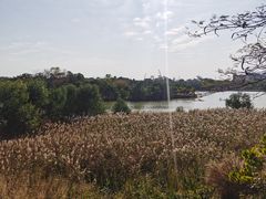 -华侨城湿地公园