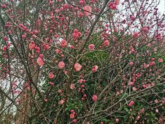 -洋湖国家湿地公园