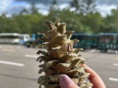 -五营红松林海景区