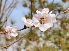 -野鸭湖国家湿地公园
