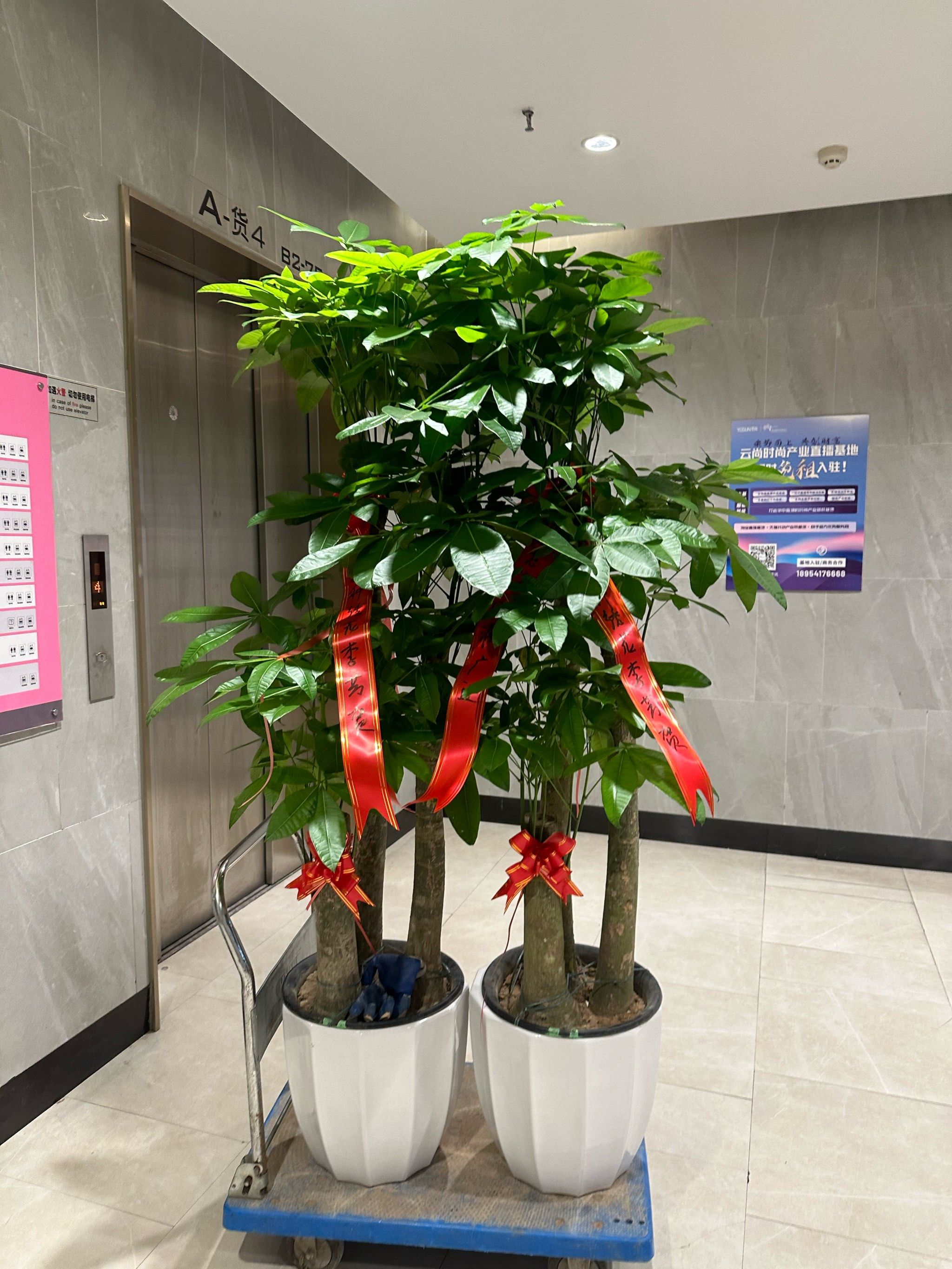 武汉开业发财树送货上门