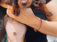 -萌宠之家·腊肠犬·马尔泰·小体犬舍