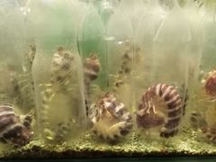 -Isla Sugbu Seafood City