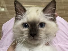 -艾吉宠物医院·疑难杂症转诊中心·猫友好(碧江路院)