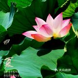 洪湖公园拍荷花之「夏雨荷」没有雨💦💦💦