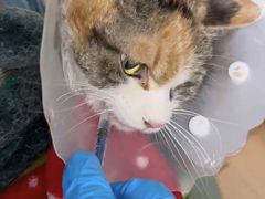 -达爱动物医院·犬猫分区·CT·复杂眼科(远洋山水分院)