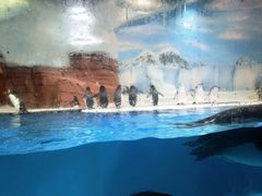 -海合安成都极地海洋公园