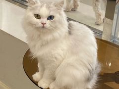 -共舞时光猫咖·狗咖(新街口店)