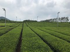 -雪绿茶博物馆