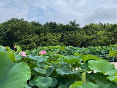 -荔湾湖公园