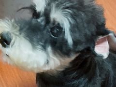 -伟伟宠物医院·CT影像中心·瑞派犬猫综合性门诊(汉口总院)