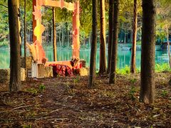 -上海海湾国家森林公园