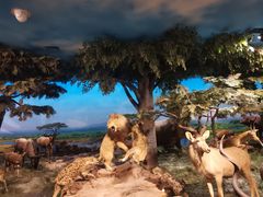 -国家自然博物馆