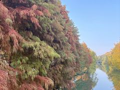 -昆山城市生态森林公园