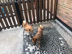 -柴犬高等学院·狗咖·柴犬售卖·宠物训练