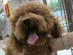 -瑞鹏宠物医院·超声·骨科·奇麟分院(蜀都万达店)