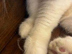 -猫岛主趣味餐厅(鼓浪屿店)