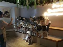 -Husky Go! 哈士奇体验馆·宠物咖啡厅狗咖
