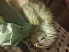 -猫大福·Fortune Cat猫舍(百子湾店)