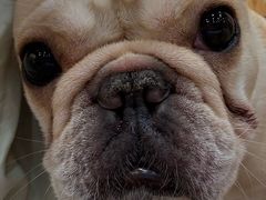 -和它·交个朋友·狗咖猫咖(爱琴海店)