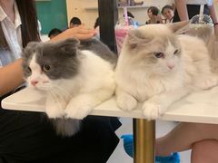 -飞行喵MR PILOT|猫舍·猫咖(静安大融城店)