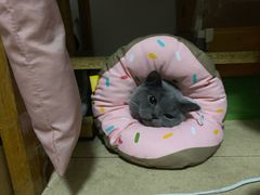 -安安宠医宠物医院·异宠·犬猫内科(岳阳分院)