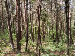 -帽儿山国家森林公园