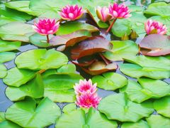 -国家植物园南园