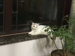 -猫大福·Fortune Cat猫舍(百子湾店)