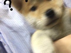 -李小姐の猫咖啡馆(五角场店)