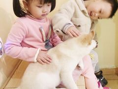 -喜柴咖啡·柴犬狗咖