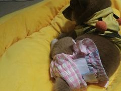 -逗柴咖啡屋·狗咖猫咖宠物桌游