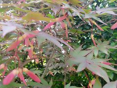 -桃花岛景观公园