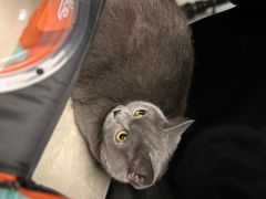 -纳吉亚猫专科动物医院(康都外科中心)